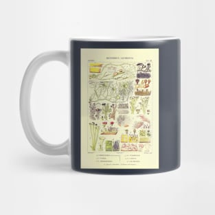 Lichen - Essai sur les cryptogames - Botanical Illustration Mug